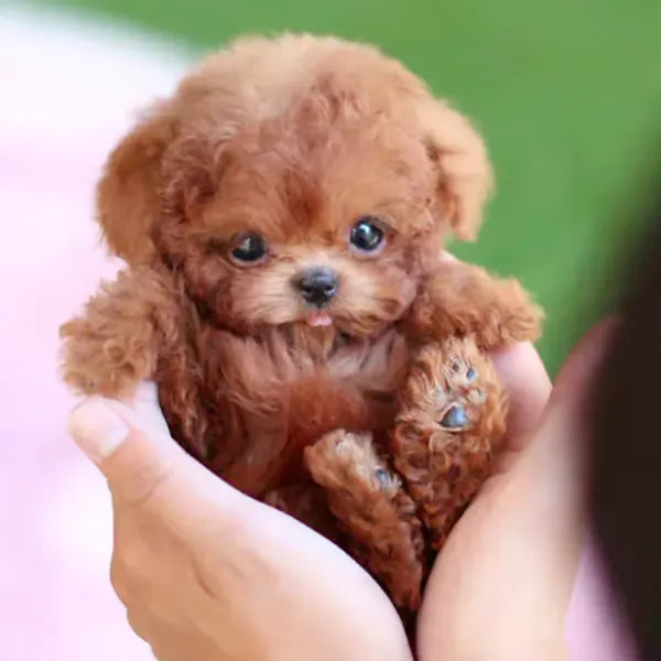 RoboPuppy – Realistischer Roboter-Welpe