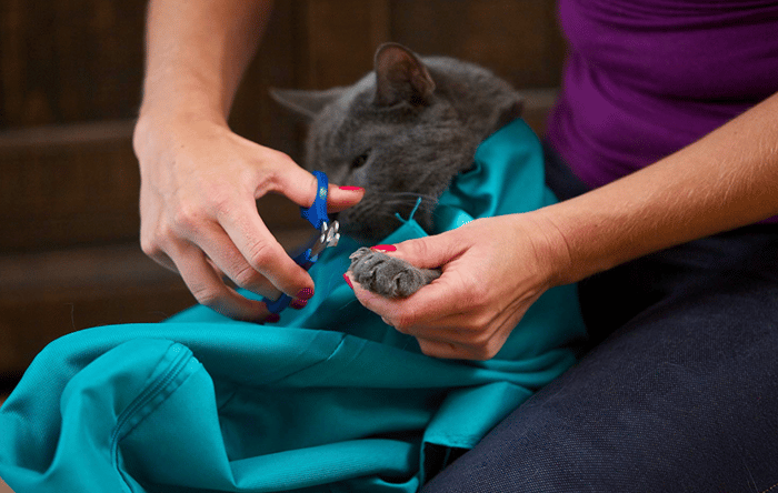 KittyTasche™ Trasporto sicuro per Kitty