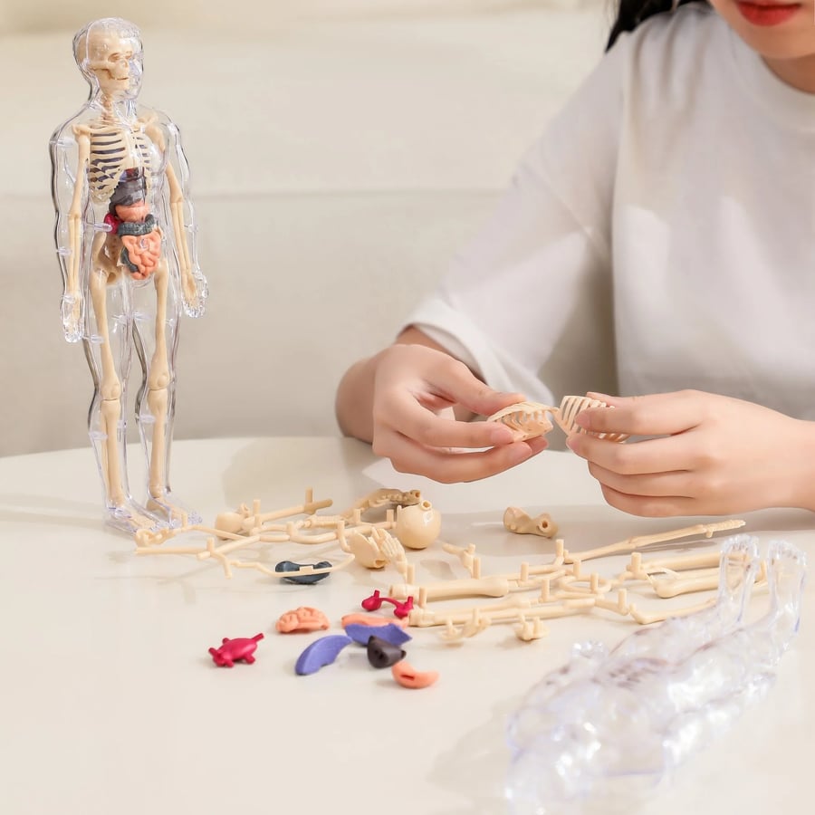 AnatoView – 3D priehľadný model štruktúry tela