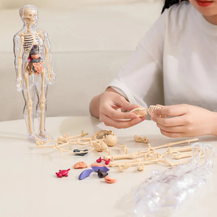 AnatoView – 3D priehľadný model štruktúry tela