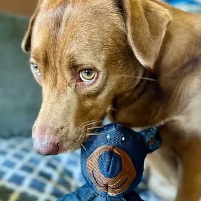 Gioco resistente per cani masticatori forti | A tre strati e resistente alla masticazione | Cura dentale, non tossico e durevole, per tutte le taglie