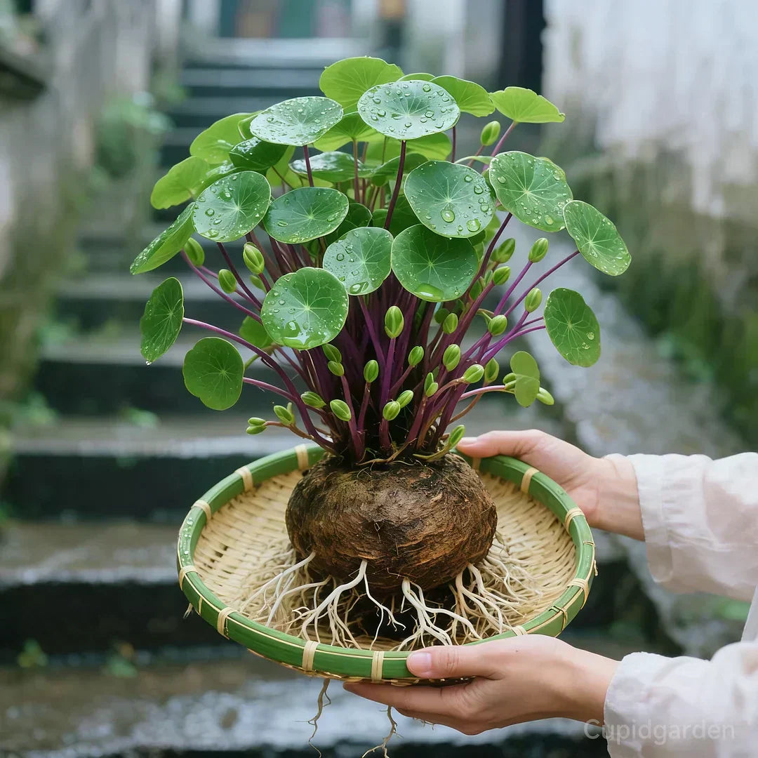 Stephania Erecta “Red Rattan” houseplant (caudex) | Strong plant with low maintenance | Decorative tuber look for interiors