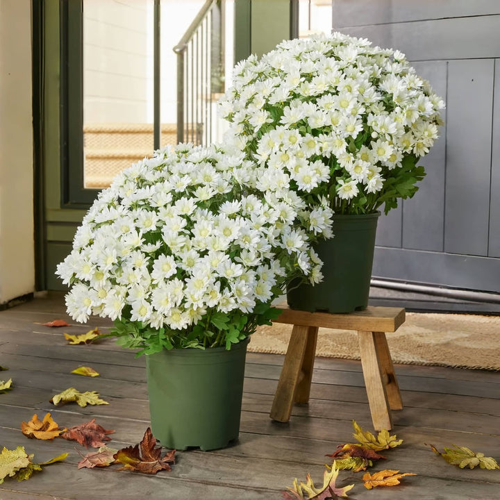 Chrysanthèmes artificiels | Résistants aux UV | Décoration d&