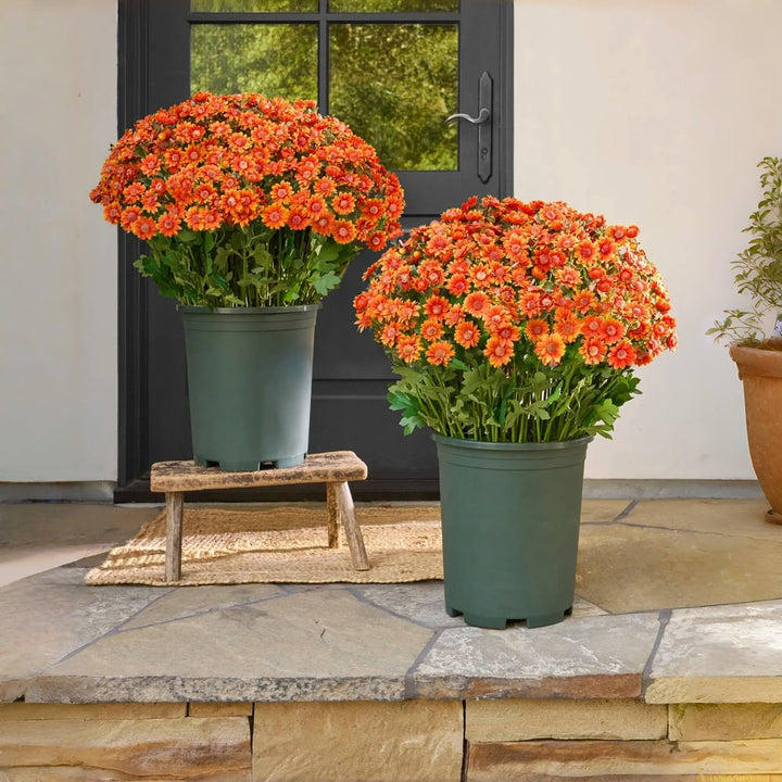 Chrysanthèmes artificiels | Résistants aux UV | Décoration d&