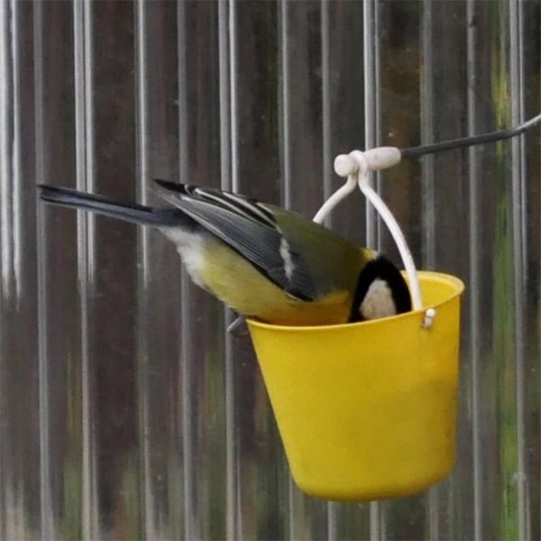 Plaisir de jeu pour oiseaux FederRad™