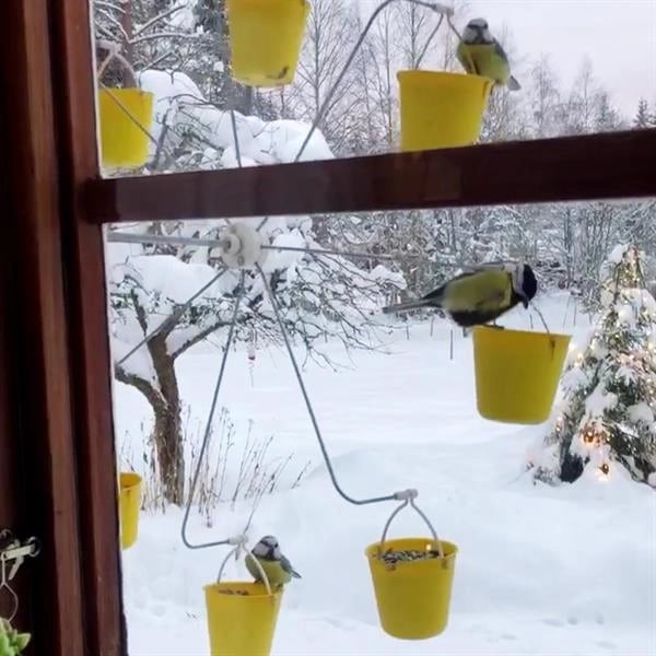 Plaisir de jeu pour oiseaux FederRad™