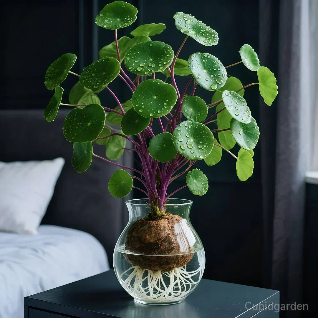 Stephania Erecta “Red Rattan” houseplant (caudex) | Strong plant with low maintenance | Decorative tuber look for interiors