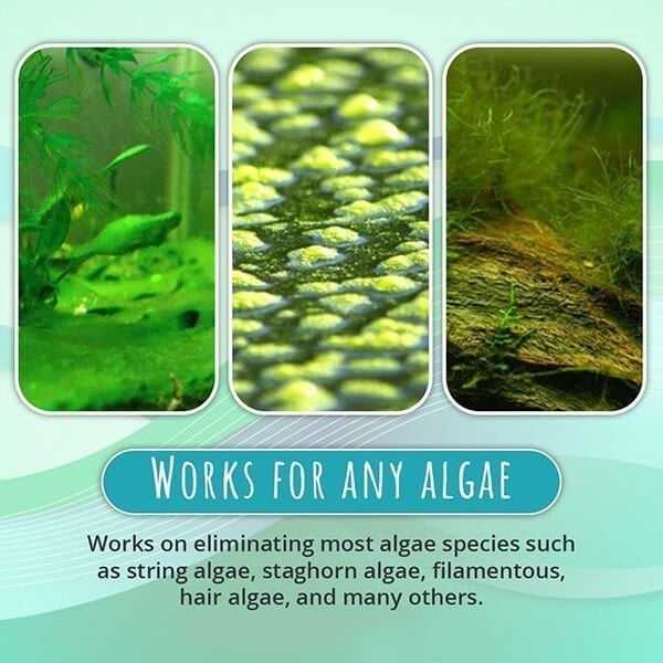 Teich Algenmittel 50 g | Klärt grünes Wasser &amp; bindet Schwebstoffe | Für Teichfische &amp; Pflanzen geeignet, Dosierung 1–2 g/100 L