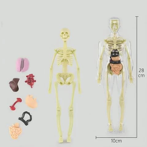 AnatoView – 3D priehľadný model štruktúry tela