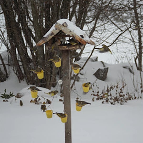 Plaisir de jeu pour oiseaux FederRad™