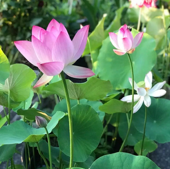 Graines de lotus | 10 pièces | Plantes aquatiques colorées pour étang &amp; coupe bonsaï | Vivace