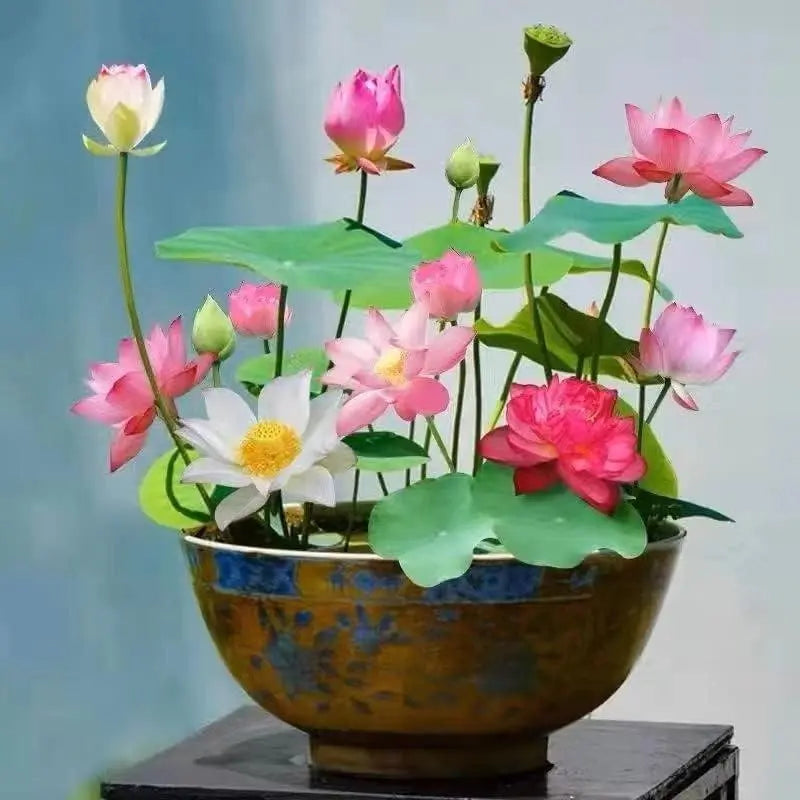 Graines de lotus | 10 pièces | Plantes aquatiques colorées pour étang &amp; coupe bonsaï | Vivace