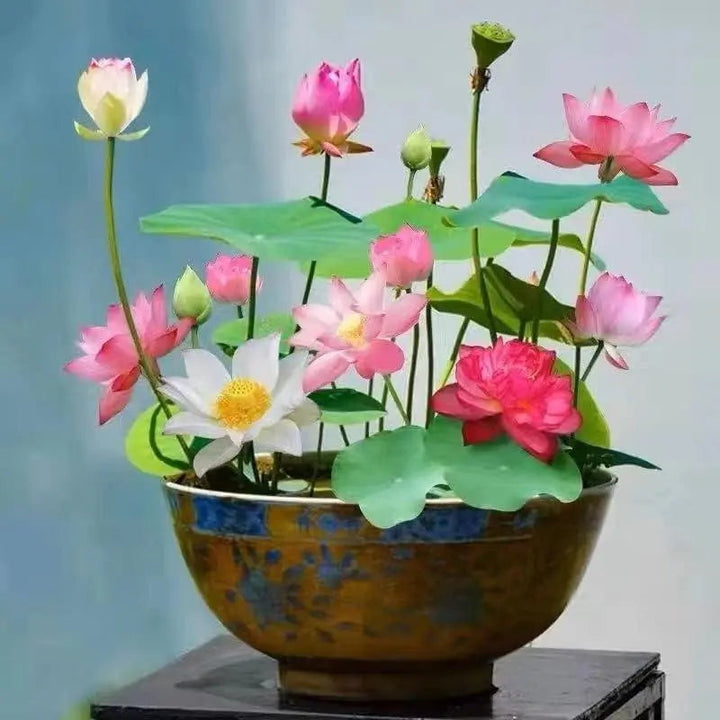 Graines de lotus | 10 pièces | Plantes aquatiques colorées pour étang &amp; coupe bonsaï | Vivace