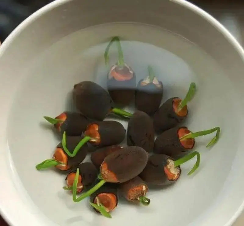 Graines de lotus | 10 pièces | Plantes aquatiques colorées pour étang &amp; coupe bonsaï | Vivace