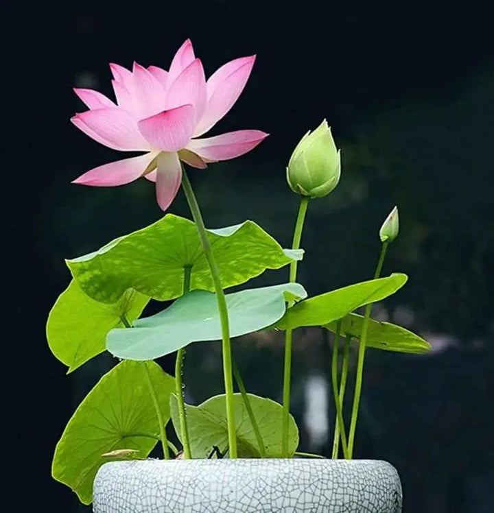Graines de lotus | 10 pièces | Plantes aquatiques colorées pour étang &amp; coupe bonsaï | Vivace
