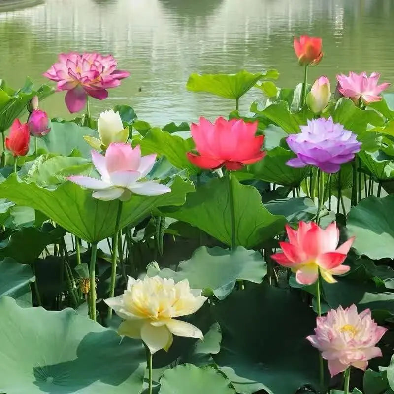 Graines de lotus | 10 pièces | Plantes aquatiques colorées pour étang &amp; coupe bonsaï | Vivace
