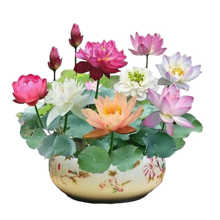 Graines de lotus | 10 pièces | Plantes aquatiques colorées pour étang &amp; coupe bonsaï | Vivace