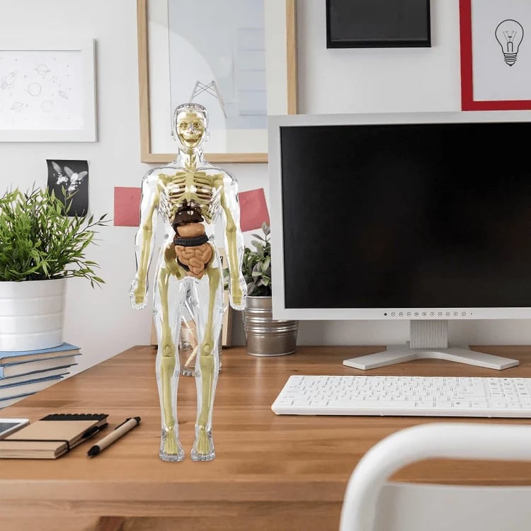 AnatoView – 3D priehľadný model štruktúry tela