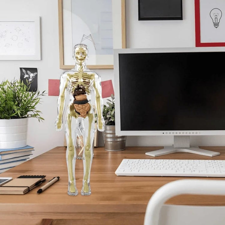 AnatoView – 3D priehľadný model štruktúry tela