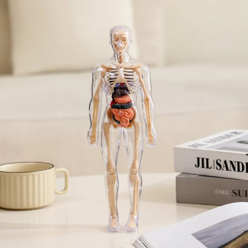 AnatoView – 3D priehľadný model štruktúry tela