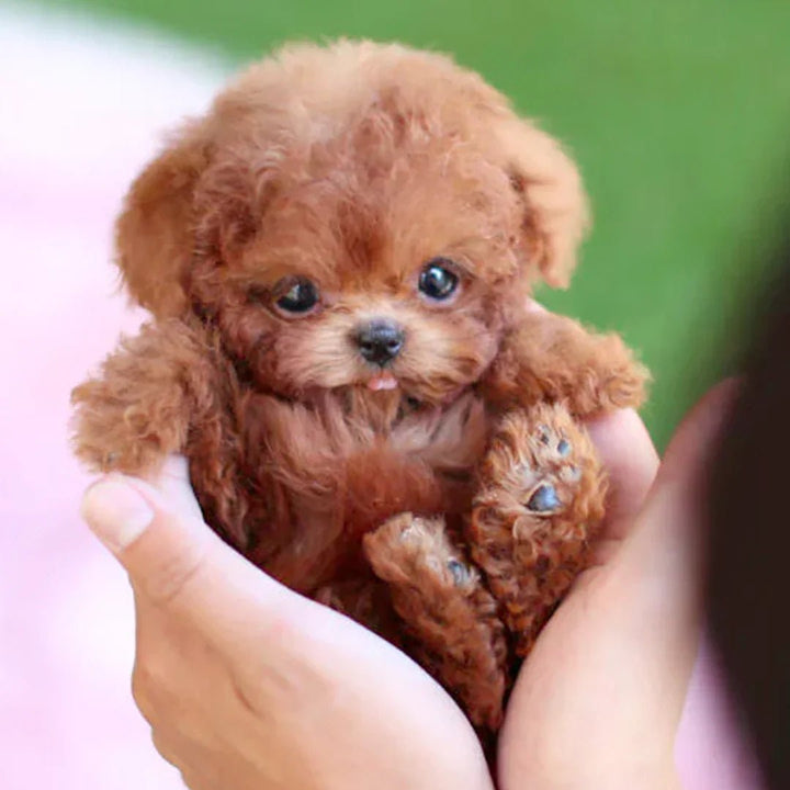 RoboPuppy – Realistischer Roboter-Welpe