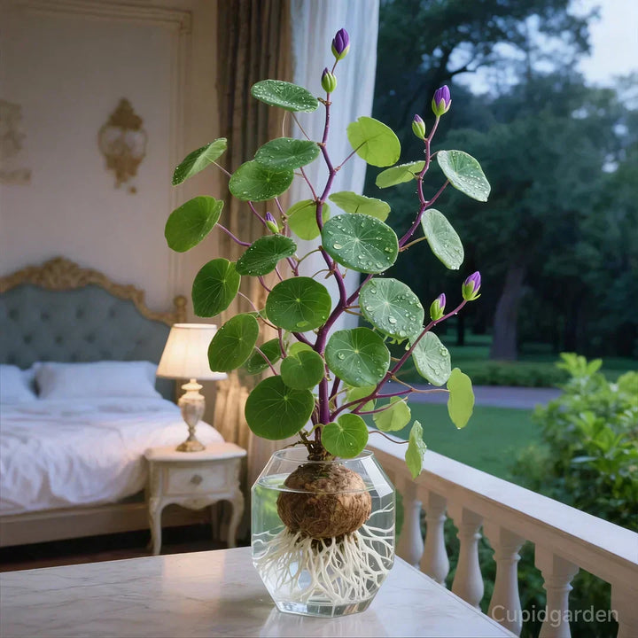 Stephania Erecta “Red Rattan” houseplant (caudex) | Strong plant with low maintenance | Decorative tuber look for interiors