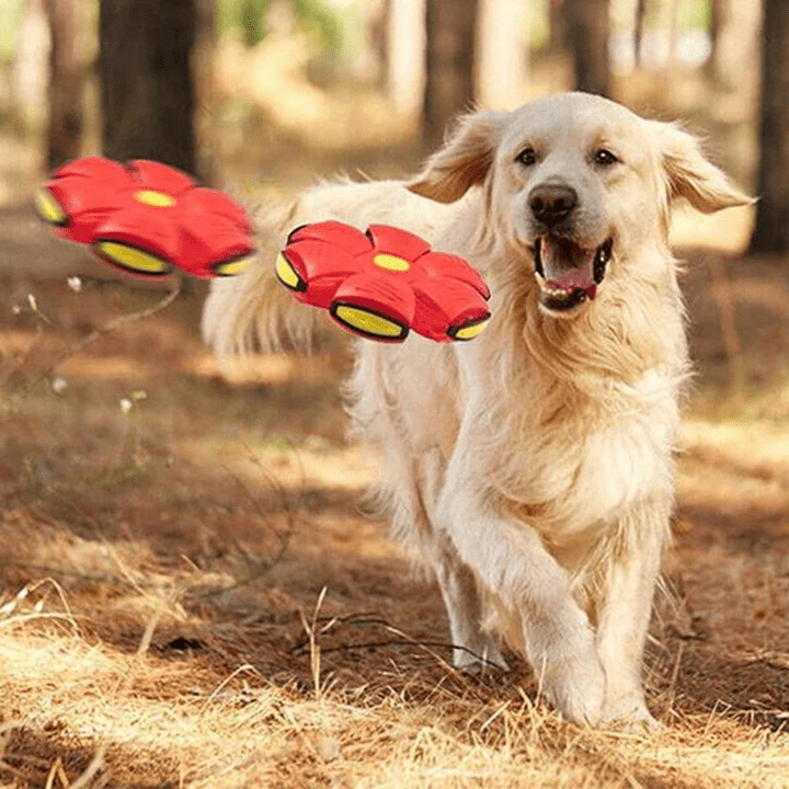 Interaktiivinen lentävä koiranlelu | 2-in-1 frisbee ja pallo pop-up -muotoilu | Vedenkestävä &amp; kestävä muovi | Kaikille koon koirille
