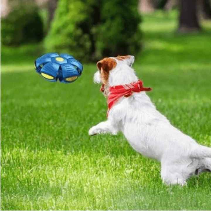 Interaktiivinen lentävä koiranlelu | 2-in-1 frisbee ja pallo pop-up -muotoilu | Vedenkestävä &amp; kestävä muovi | Kaikille koon koirille