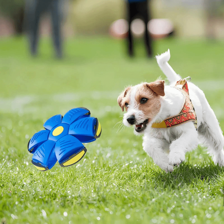 Interaktiivinen lentävä koiranlelu | 2-in-1 frisbee ja pallo pop-up -muotoilu | Vedenkestävä &amp; kestävä muovi | Kaikille koon koirille
