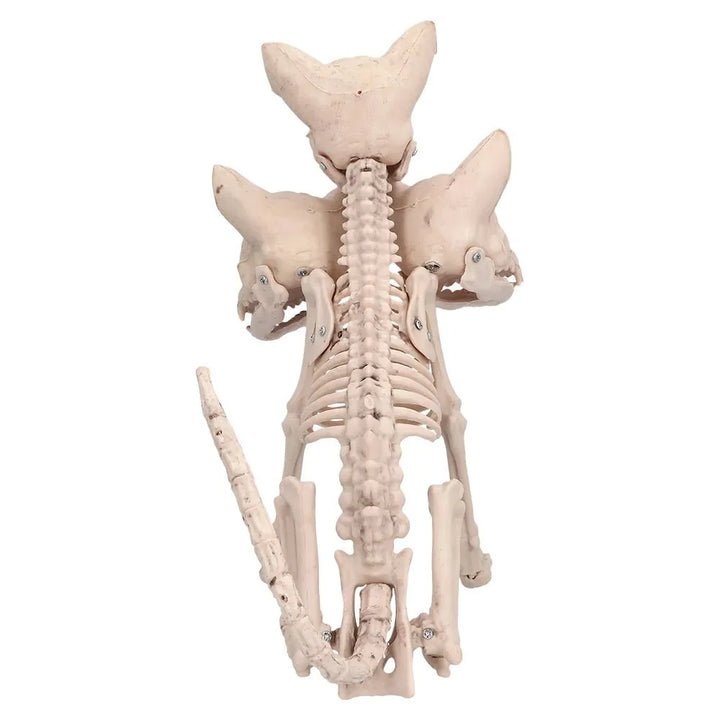 Halloween Cerberus Skelett 42 cm | Dreiköpfiges Hundeskelett als gruselige Dekoration für Halloween-Partys