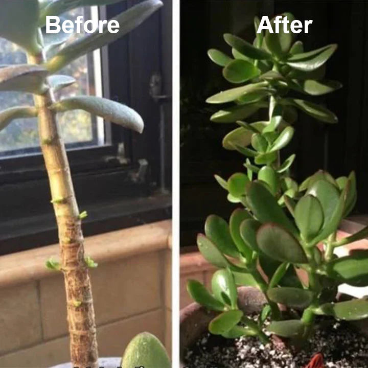 Natural plant growth booster | Enzymes &amp; plant extracts for roots &amp; foliage | For houseplants, vegetables &amp; flowers
